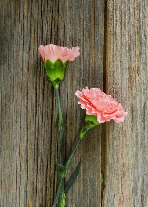 BETSY PINK CARNATIONS